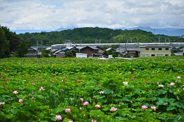 お写ん歩: 検索結果